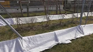 Когда открывать виноград. Весна 2020