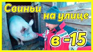 ДЕРЖИМ СВИНЕЙ НА МОРОЗЕ. Уличное содержание свиней.