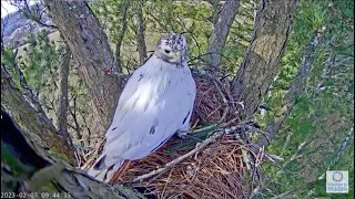 Angel the Beautiful Leucistic Red-Tailed Hawk - An Introduction. 7-8 Feb 2023