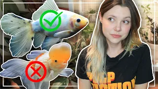 Will I Ever Have Goldfish Again? (or any fish?)