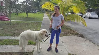 Great Pyrenees, Getting your dog's attention on a walk/loose leash walking