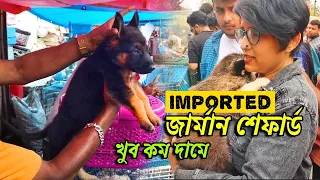 Galiff Street Pet Market Kolkata | dog market in kolkata | pet market | Gallif street kolkata | Dogs