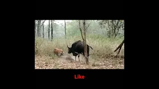 TIGER vs GAUR