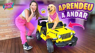 MINHA CACHORRA TA APRENDENDO ANDAR NO CARRINHO DELA - Fran Japa