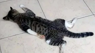 FUNNY CATS MEMES COMPILATION OF 2023 V35