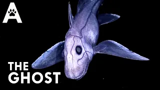 Chimaera: The Deep Sea Phantom