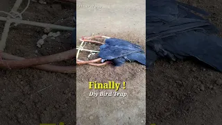 Pigeon trap | best bird trap | amazing bird trap | pura video #shorts #youtubeshorts
