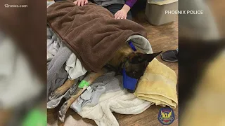Phoenix police K9 takes a bullet, saves human officers