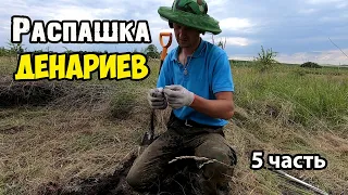 Нашел не битое место. Распашка денариев древнего Рима. Коп с эквинокс 800.