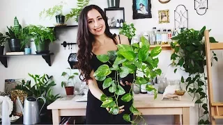 Art Studio PLANT TOUR + Basic plant care tips