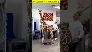 chocolate GIRAFFE 🦒  | have you seen ever #shorts #chocolate