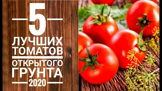 5 лучших сортов томатов для открытого грунта 2020г.