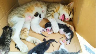 Rescue life of poor abandoned mother cat and her 5 newborn kittens