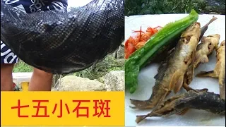 【夏季平廣溪釣遊】七五小石斑 #石洞摸魚 #撈溪蝦