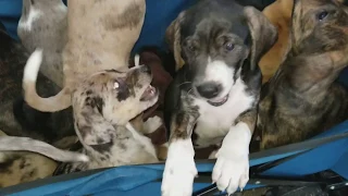 10 самых симпатичных щенков! TOO CUTE. Find all the puppies!