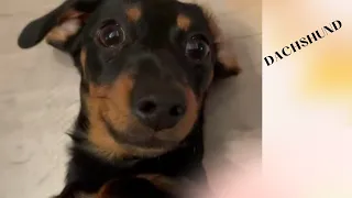 Amazing Dachshund Dog Video Compilation Try To Not Laugh weiner dog miniature  Sausage Dog video