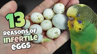 The Complete Guide to Budgie Infertility 🥚