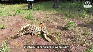 Beating All Odds, Paralysed Leopard Learns to Walk Again!