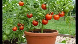 Secrets to Growing Juicy Tomatoes in Your Garden