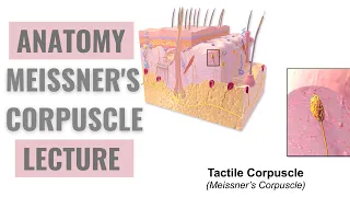 Meissner Corpuscles - Detailed Explanation