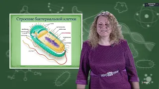 Биология - 6 класс - Бактерии