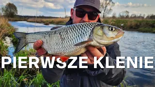 Pierwsze Wiosenne Klenie