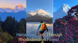 Himalayan Trek Through Rhododendron Forest | Nature | Himalayas | Myagdi | @The.travellers77
