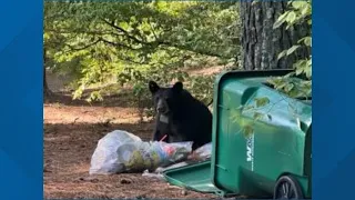 Bear spotted in Alpharetta, residents encouraged to avoid