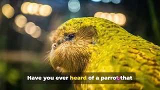 Kakapo  The Friendly Flightless Parrot 101 Facts about kakapo bird