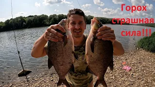 ГОРОХ СТРАШНАЯ СИЛА!!! Рыбалка на новом месте! Донки на леща. #рыбалка #fishing #река #отдых