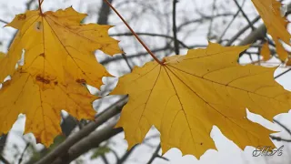 🎶 🎷 Любимые мелодии... Ты скажи, ты скажи... Саксофон - Александр Аксёнов.