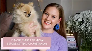 10 MORE things you should know before getting a Pomeranian Puppy | Katie KALANCHOE