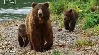 Медведи Камчатки  Начало жизни