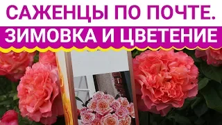 Саженцы по почте.  Зимовка и цветение. ПОКАЗЫВАЕМ РЕЗУЛЬТАТ