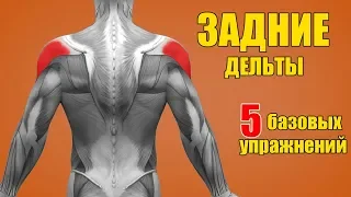 ЗАДНИЕ ДЕЛЬТЫ. 5 БАЗОВЫХ УПРАЖНЕНИЙ + ОШИБКИ УБИВАЮЩИЕ ПРОГРЕСС!