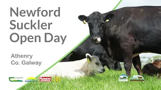 Newford Suckler Open Day - Grassland Management & Finishing Performance