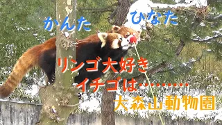 21.02 大森山動物園 レッサーパンダ の まんまタイム ひなた と かんた ～ リンゴ大好き、イチゴは…