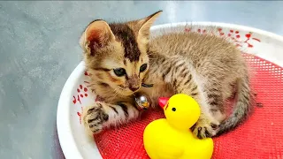 Kitten sleeps sweetly with the Duckling Toys 🥰