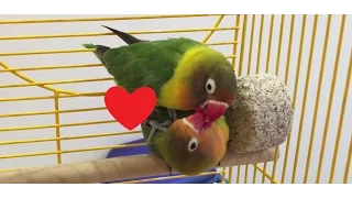 Fischer's Lovebird Mating Ritual