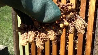 Using swarm cells to split a bee hive.