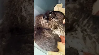 Bobcat Kitten Rewind~part 1 of 3