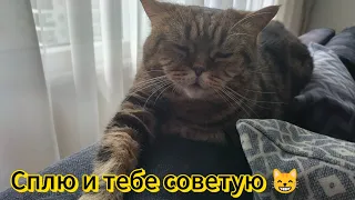 Лаки спит и тебе советует 😸