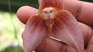 Unusual and rare flowers around the world