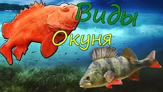 Виды окуня