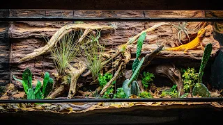 Arid Bioactive Bearded Dragon Vivarium