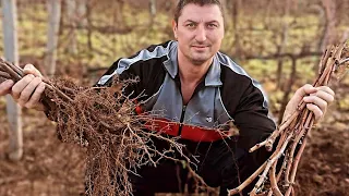 How do you propagate a vine at home ? Easy way by layering: (planting bare root grape).