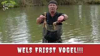 Wels frisst Vogel! - Spanien 2018 #2 - www.blinker-joerg.de