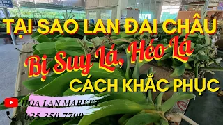 Đai Châu Bị Suy Lá, Héo Lá. Cách khắc phục ----- | Hoa Lan Market - Vườn Lan Bá Ninh