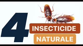 CUM SCAPI DE GANDACI IN 4 ZILE cu insecticide naturale