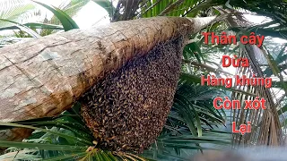 Hôm nay thật mai mắn khi bắt ong được ba tổ nhưng hết hai tổ ong đống thân cây dừa mật phì tròn